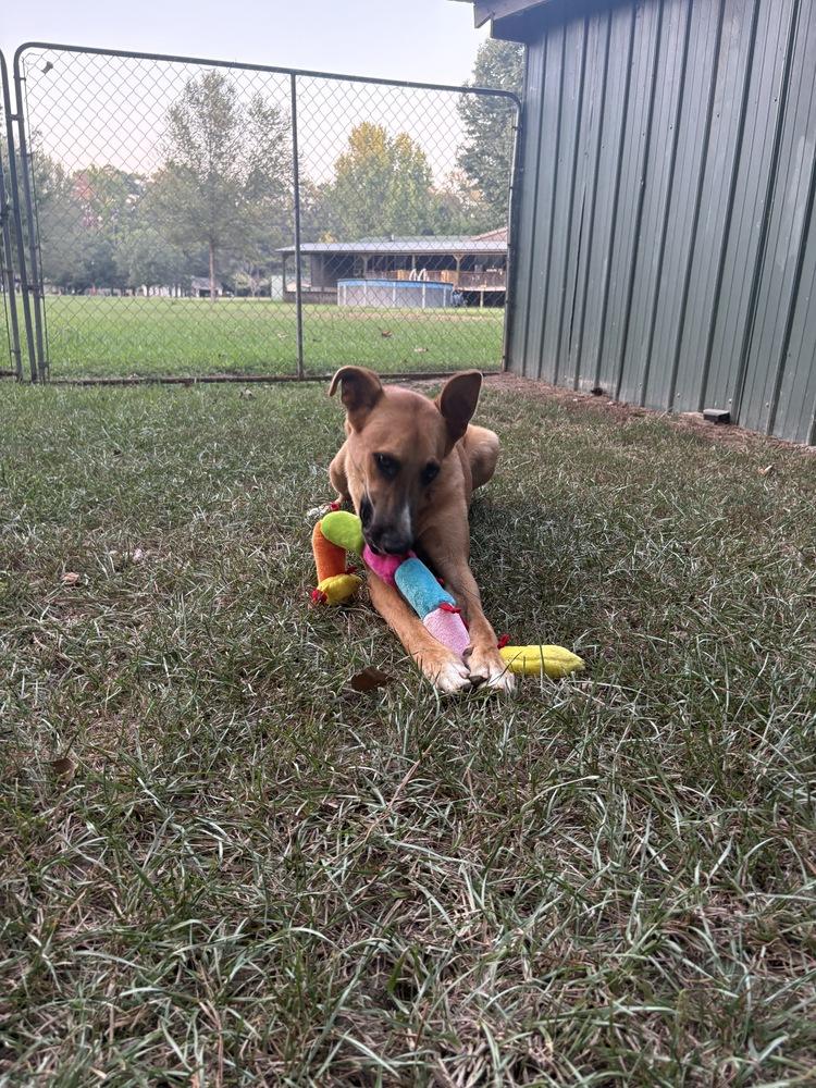 Enlarge Hercules, a Adoptable mixed breed in Boston, MA image 3/6