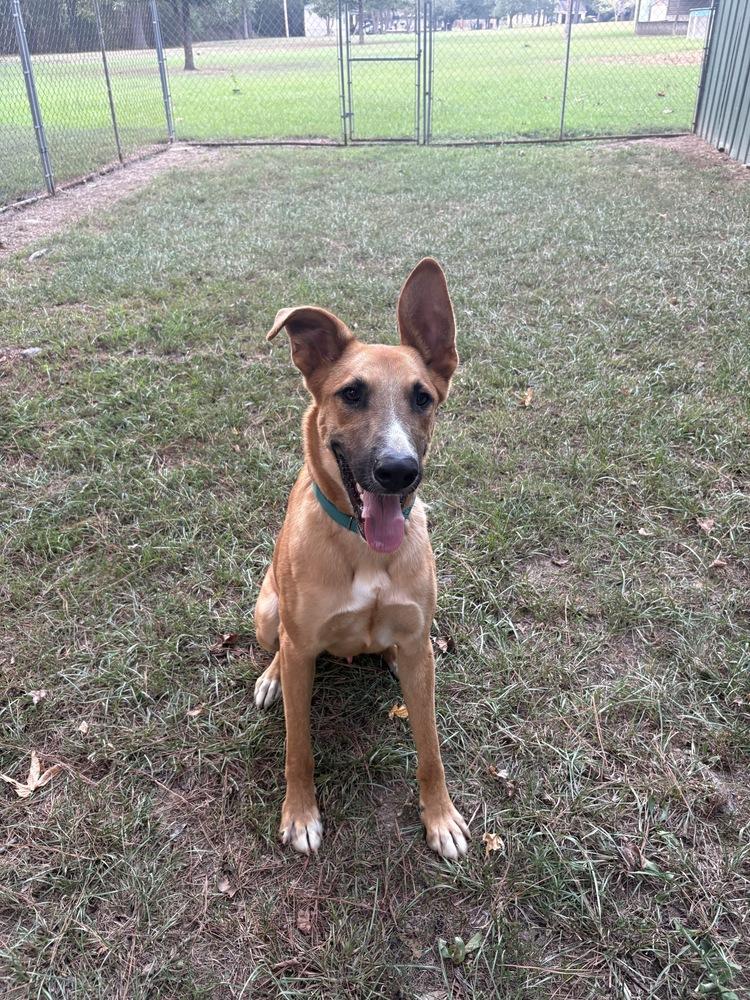 Enlarge Hercules, a Adoptable mixed breed in Boston, MA image 4/6