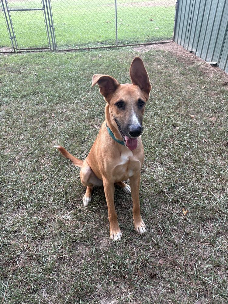 Enlarge Hercules, a Adoptable mixed breed in Boston, MA image 5/6