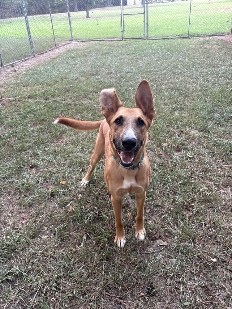 Enlarge Hercules, a Adoptable mixed breed in Boston, MA image 6/6
