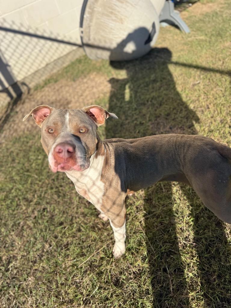 Dog 5/ Eerie, Adoptable, Young Female Mixed Breed.