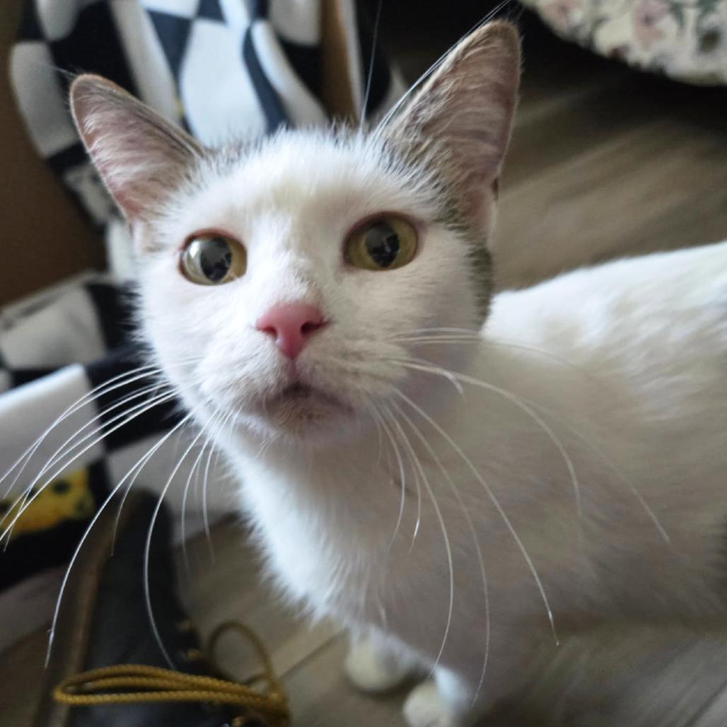 Amber Drop — thumbnail 2