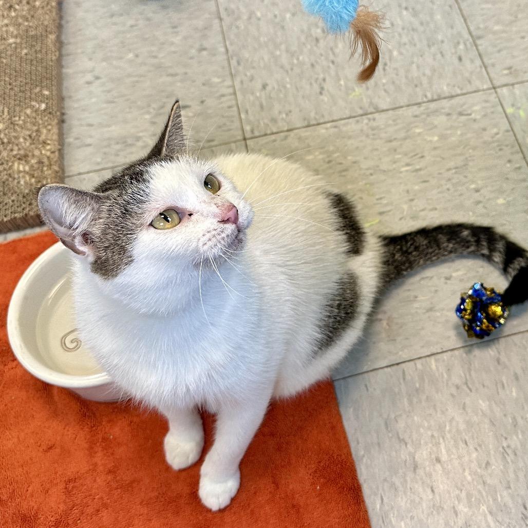 Amber Drop — thumbnail 5