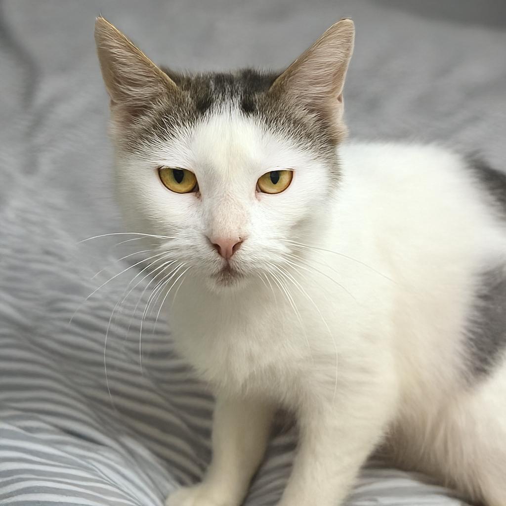 Amber Drop — thumbnail 6