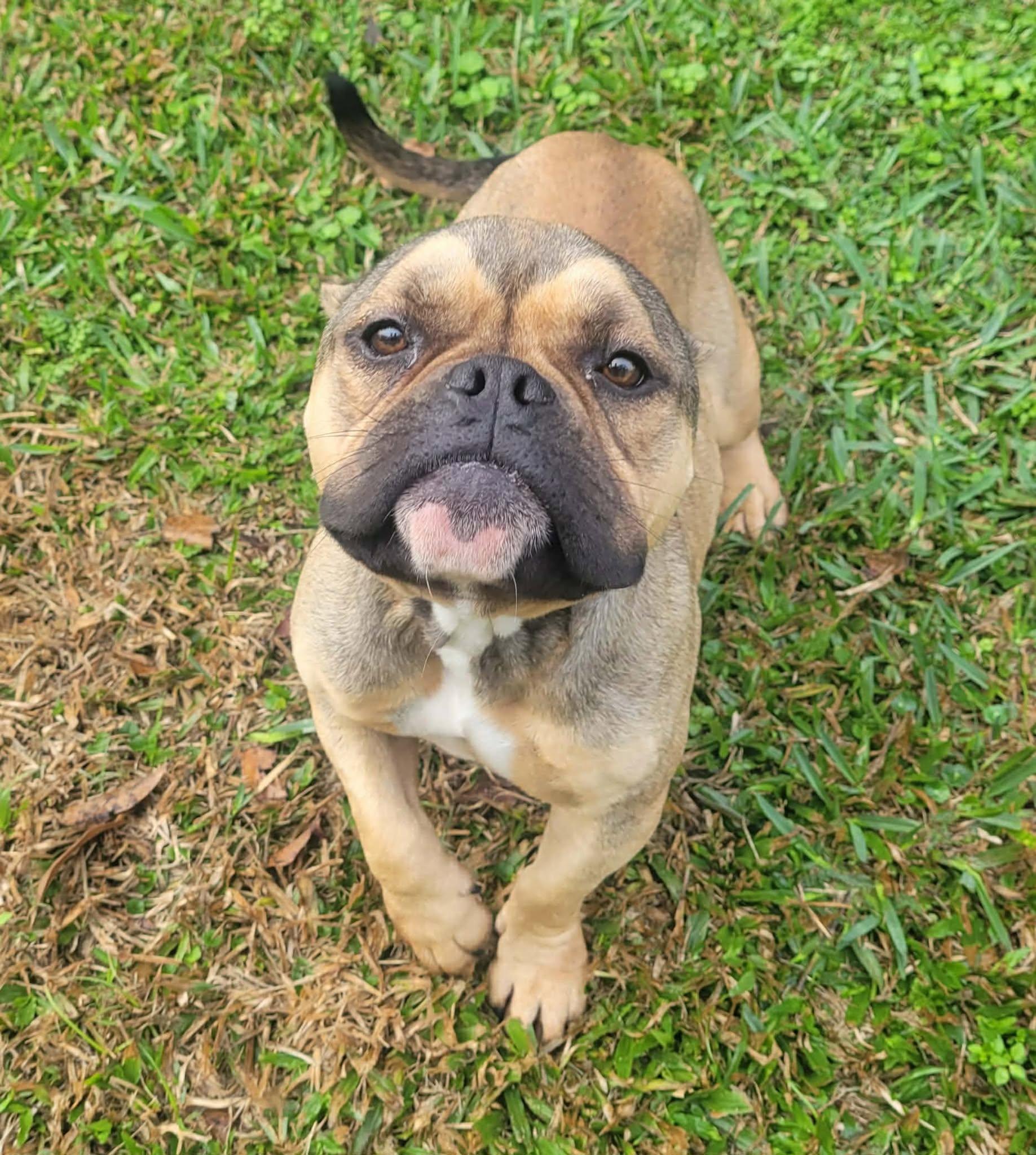 Enlarge Mila, a ADOPTABLE American Bully in LaPlace, LA image 1/3