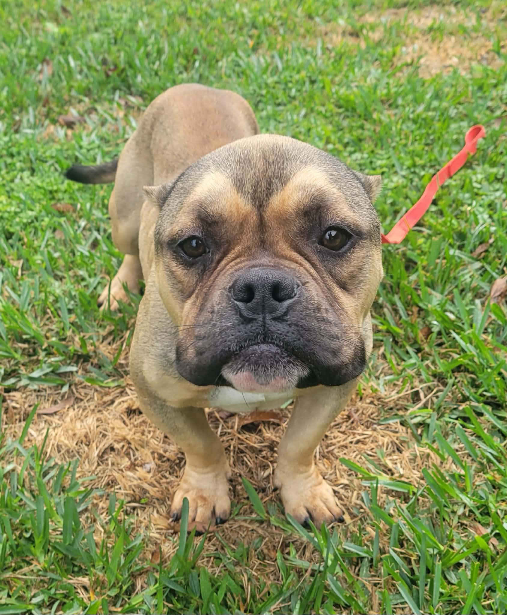 Enlarge Mila, a ADOPTABLE American Bully in LaPlace, LA image 3/3