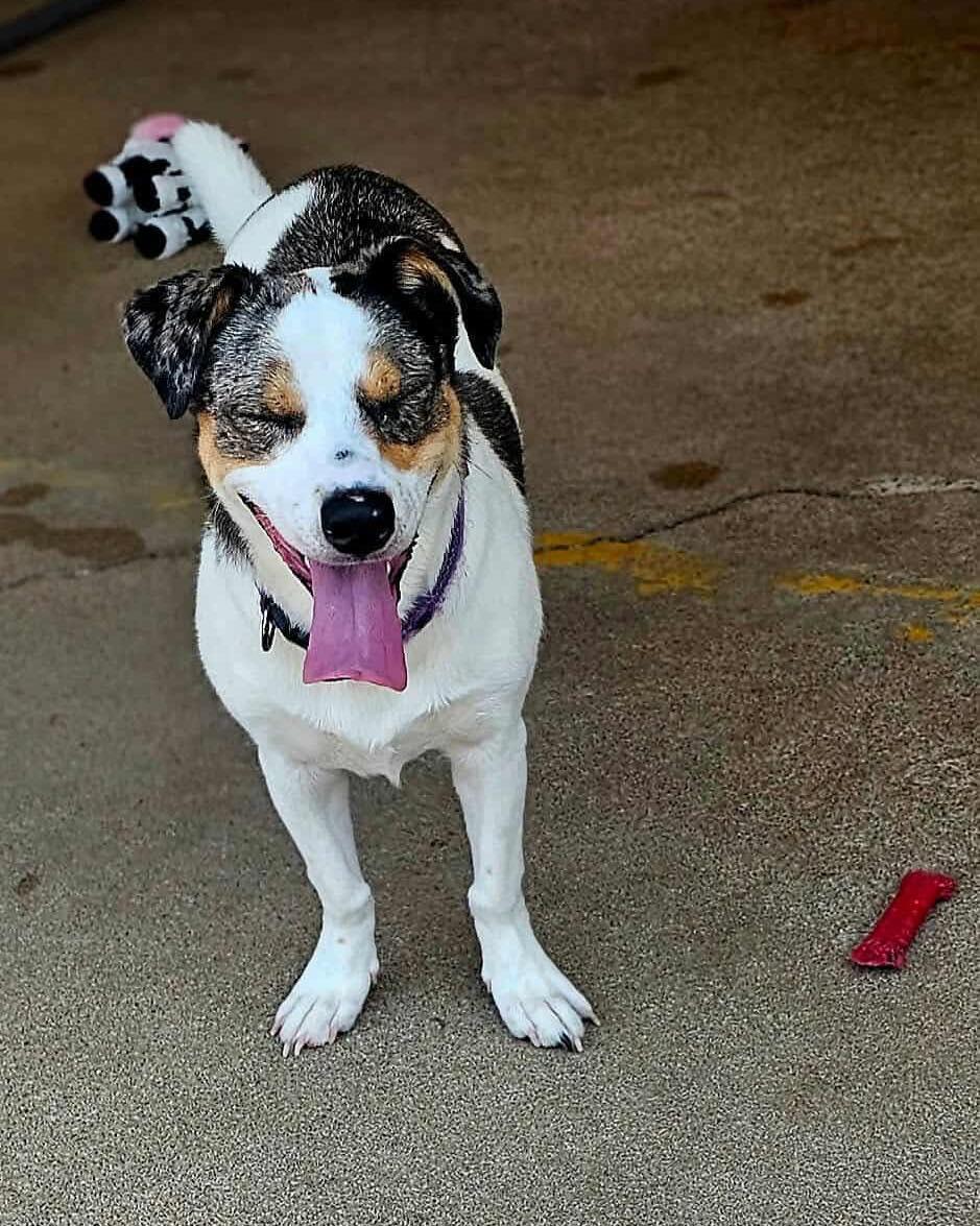 Skye, an adoptable Spaniel, Australian Cattle Dog / Blue Heeler in Broken Arrow, OK, 74012 | Photo Image 5