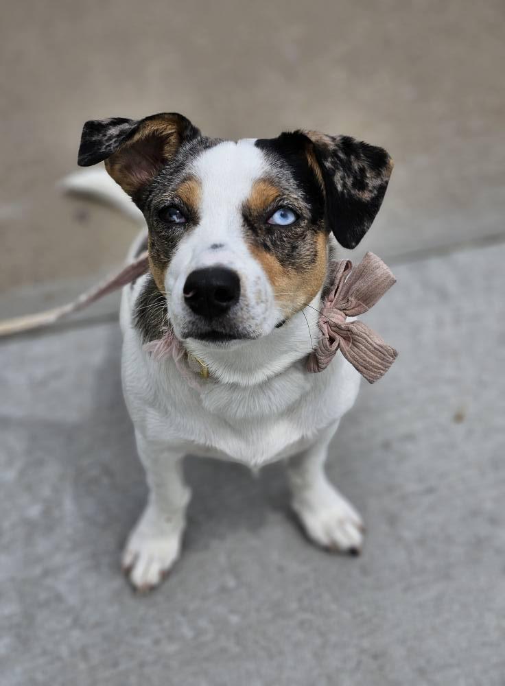 Skye, an adoptable Spaniel, Australian Cattle Dog / Blue Heeler in Broken Arrow, OK, 74012 | Photo Image 1