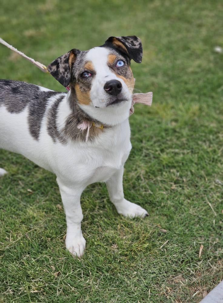 Skye, an adoptable Spaniel, Australian Cattle Dog / Blue Heeler in Broken Arrow, OK, 74012 | Photo Image 3