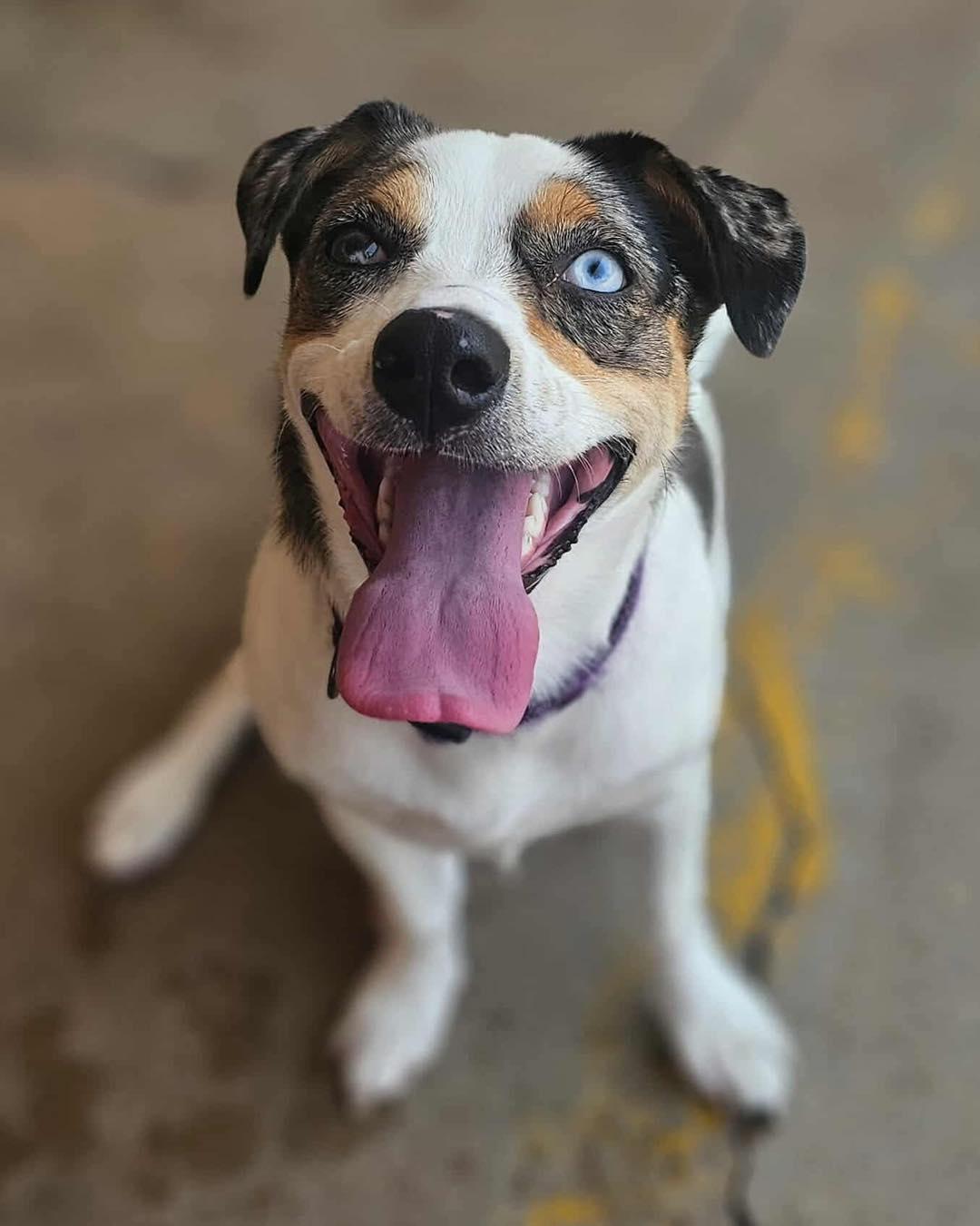 Skye, an adoptable Spaniel, Australian Cattle Dog / Blue Heeler in Broken Arrow, OK, 74012 | Photo Image 4