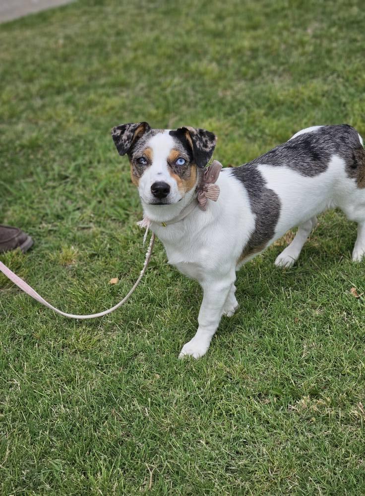 Skye, a Adoptable mixed breed in Broken Arrow, OK image 5/6