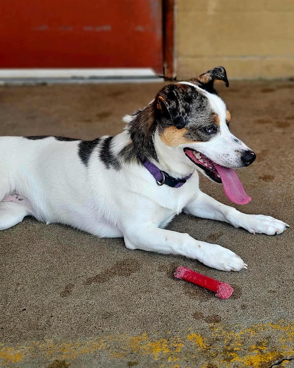 Skye, a Adoptable mixed breed in Broken Arrow, OK image 6/6