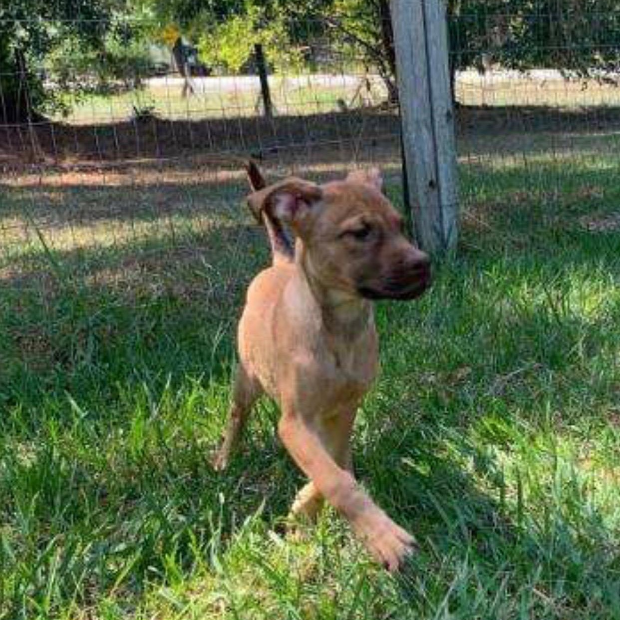 Kara, Adoptable, Puppy Female Hound.