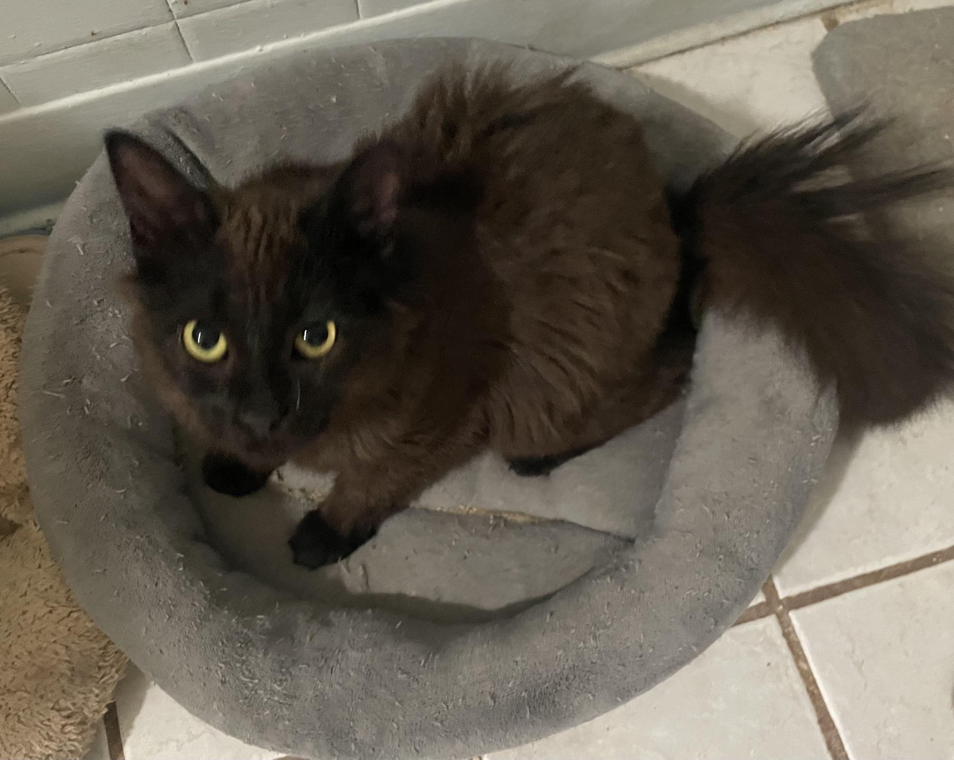 Enlarge Bradon, a ADOPTABLE Maine Coon in Troy, NY image 1/1