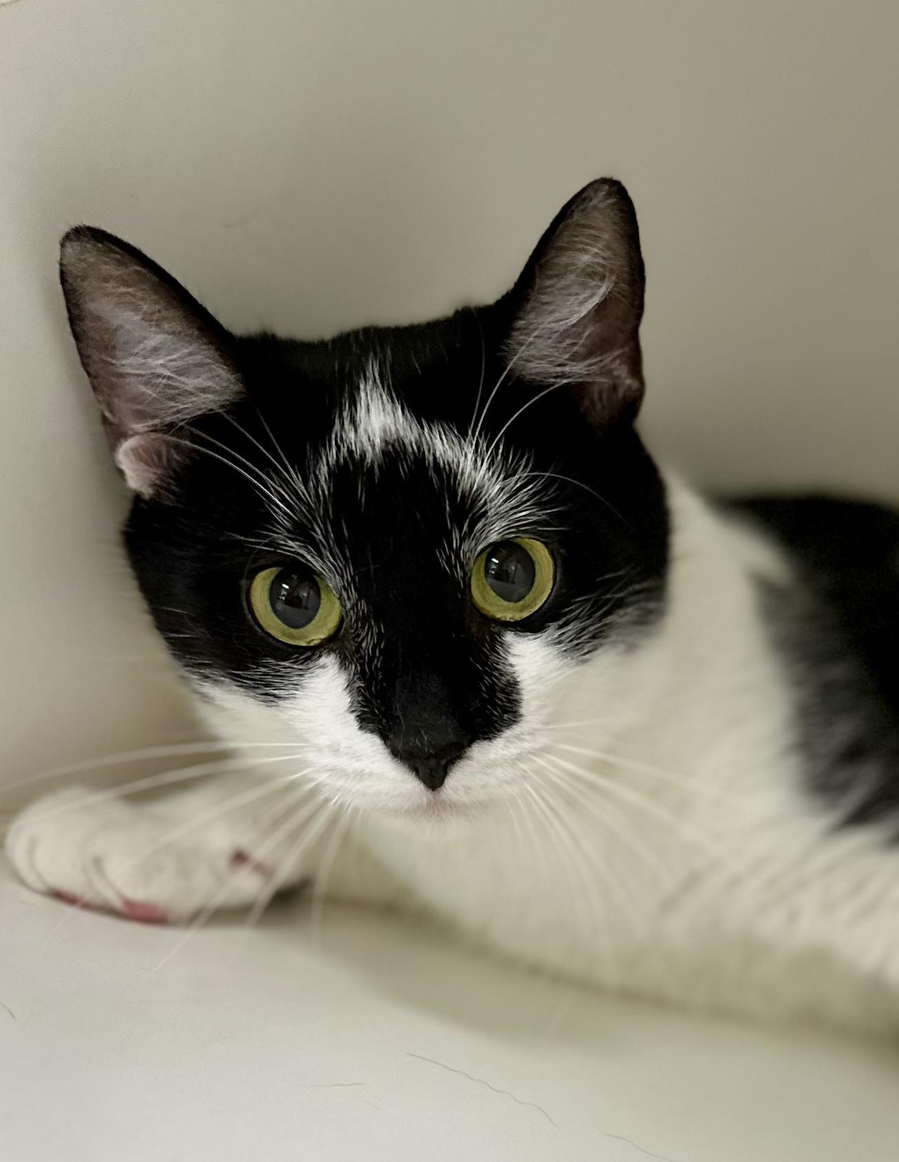 Enlarge Wishbone, a Adoptable Domestic Short Hair in Reisterstown, MD image 4/5