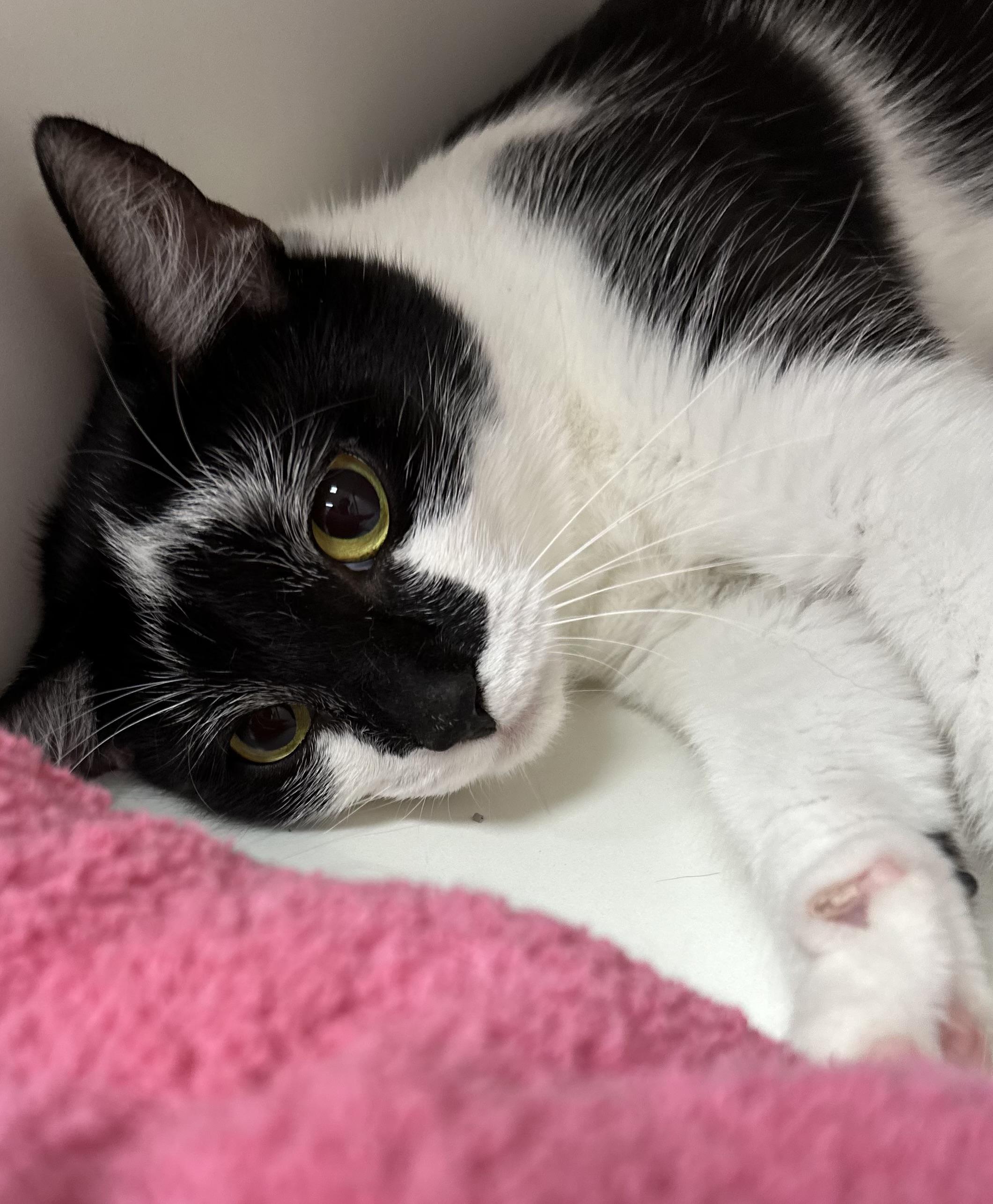 Enlarge Wishbone, a Adoptable Domestic Short Hair in Reisterstown, MD image 5/5