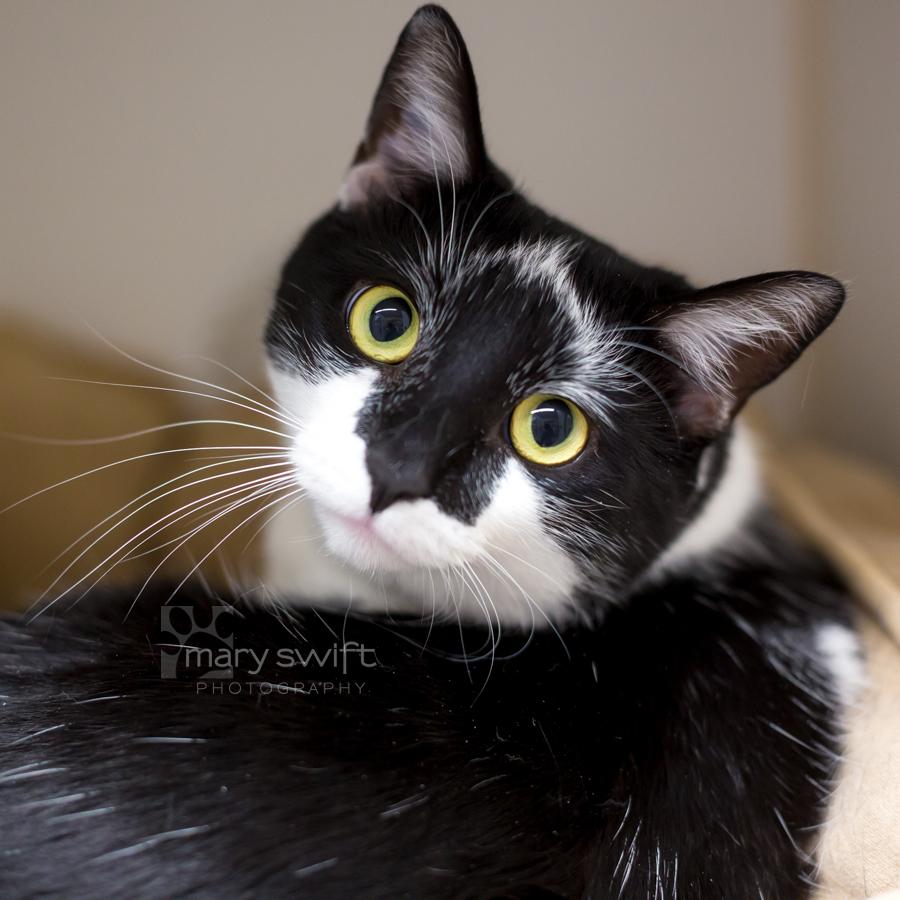 Enlarge Wishbone, a Adoptable Domestic Short Hair in Reisterstown, MD image 1/5