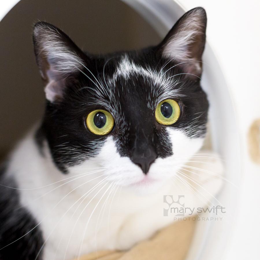 Enlarge Wishbone, a Adoptable Domestic Short Hair in Reisterstown, MD image 2/5