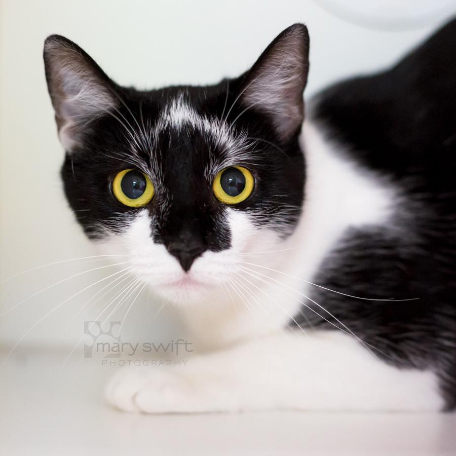Wishbone, Adoptable, Adult Female Domestic Short Hair.