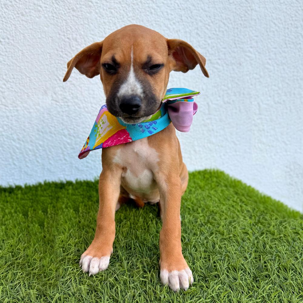 Enlarge LOU-LOU, a Adoptable mixed breed in San Diego, CA image 3/6