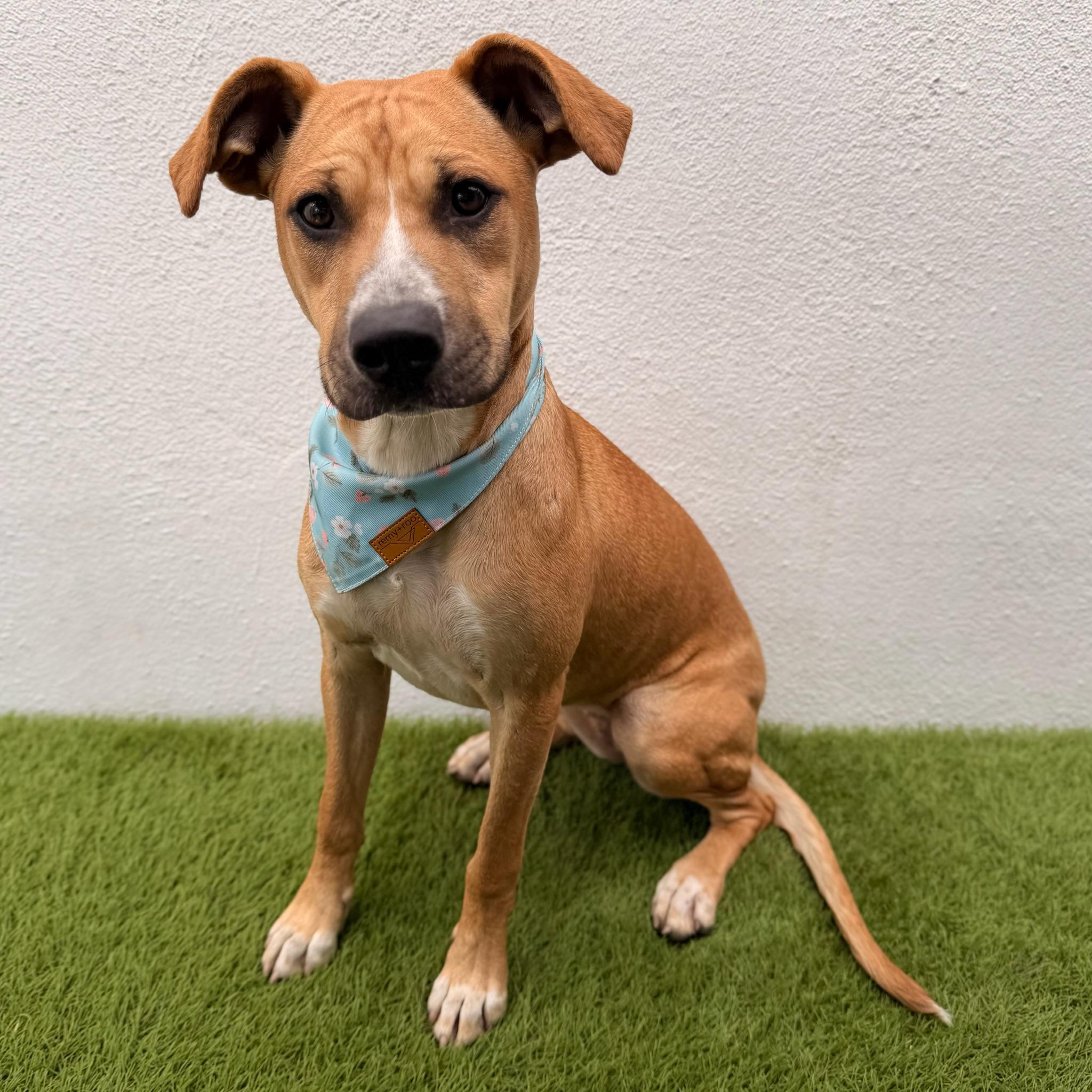FIG, a Adoptable mixed breed in La Jolla, CA image 2/6