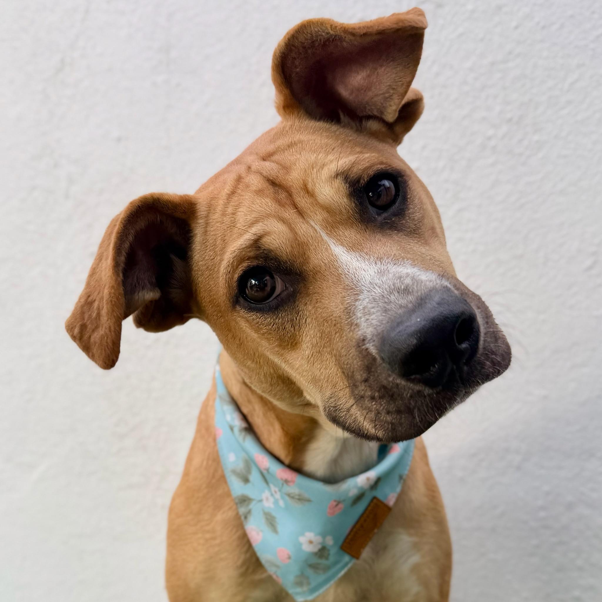 FIG, a Adoptable mixed breed in La Jolla, CA image 6/6