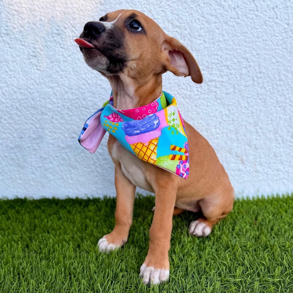 Enlarge LOU-LOU, a Adoptable mixed breed in San Diego, CA image 4/6