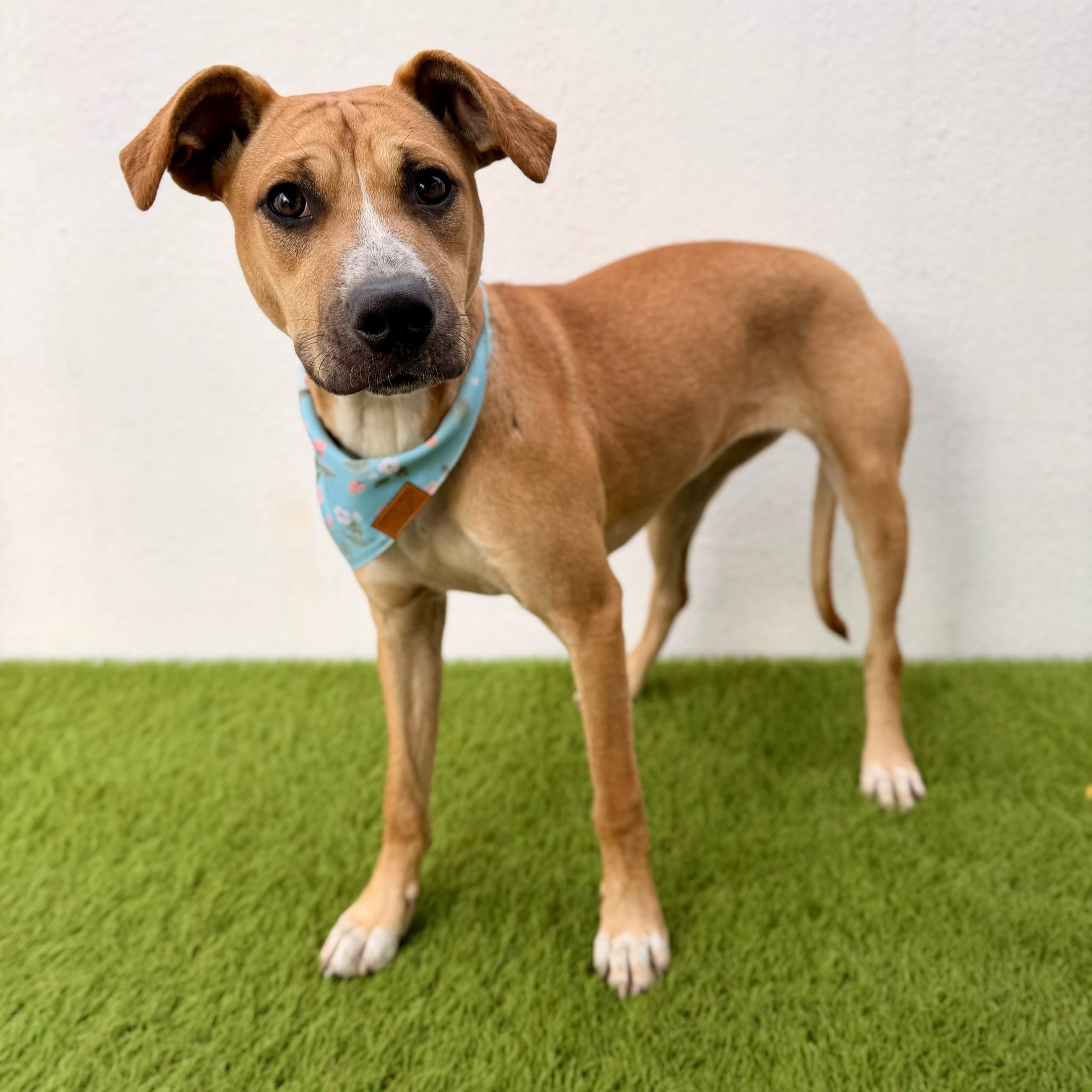 FIG, Adoptable, Puppy Female Labrador Retriever & Pit Bull Terrier.