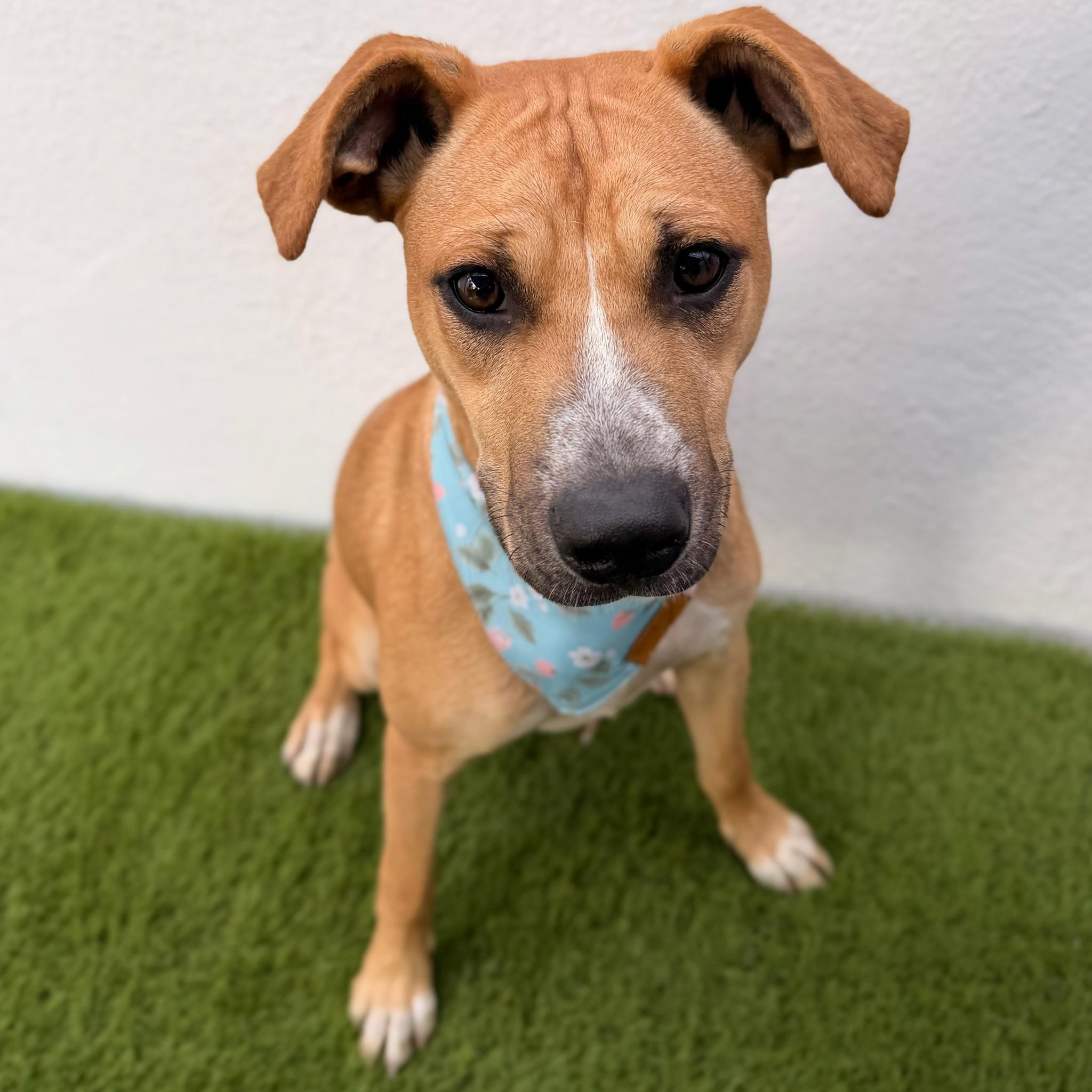 FIG, a Adoptable mixed breed in La Jolla, CA image 3/6
