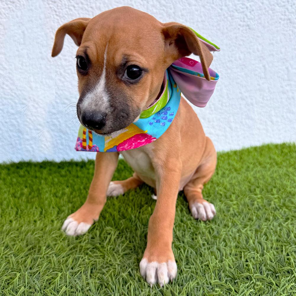 Enlarge LOU-LOU, a Adoptable mixed breed in San Diego, CA image 5/6
