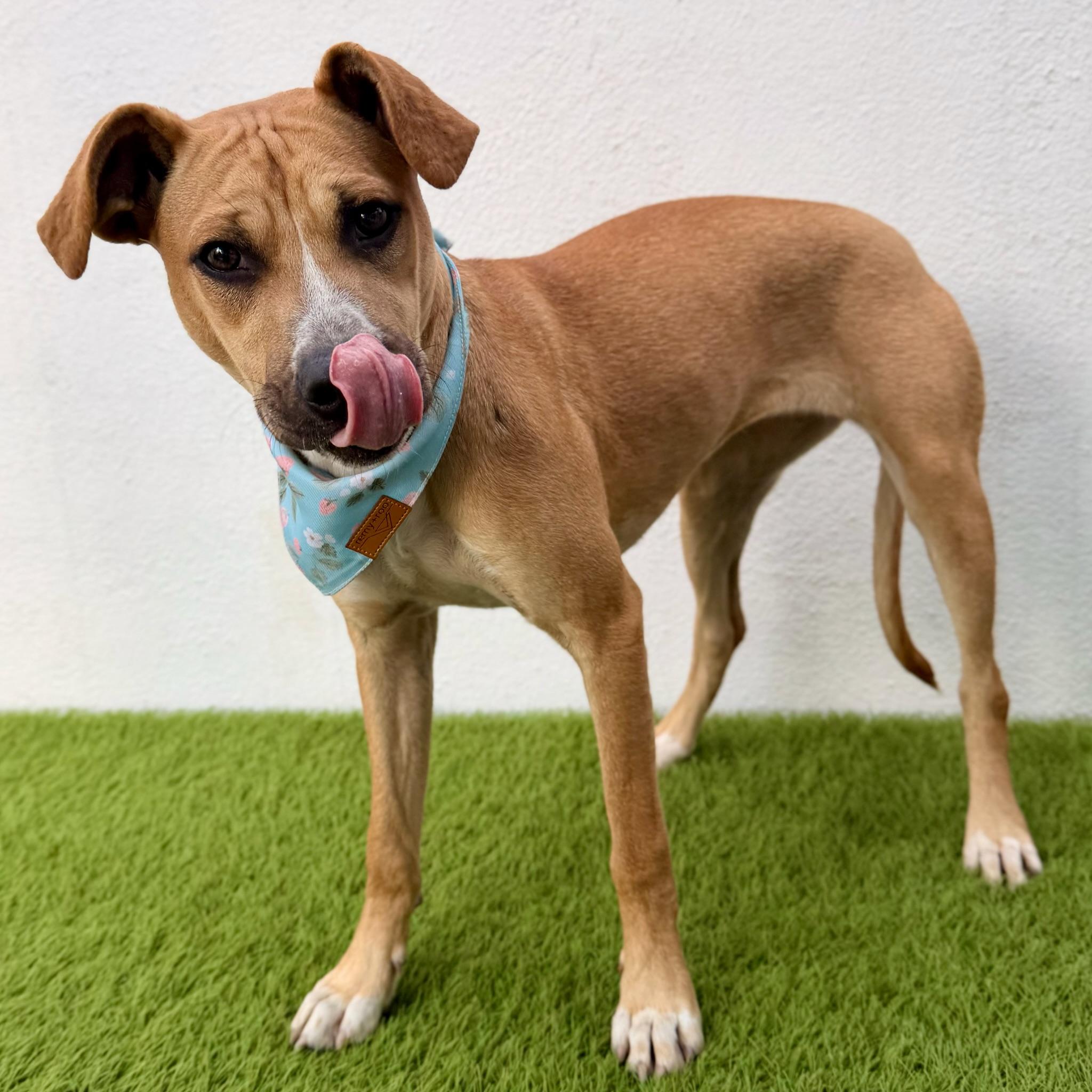 FIG, a Adoptable mixed breed in La Jolla, CA image 4/6