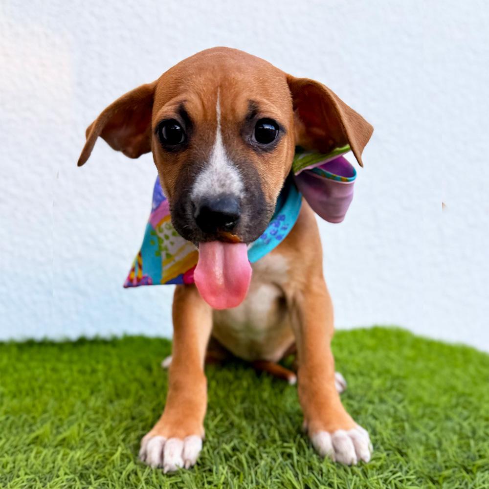Enlarge LOU-LOU, a Adoptable mixed breed in San Diego, CA image 2/6