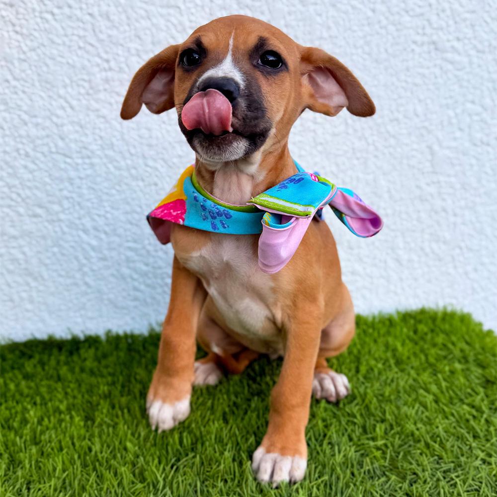 Enlarge LOU-LOU, a Adoptable mixed breed in San Diego, CA image 6/6