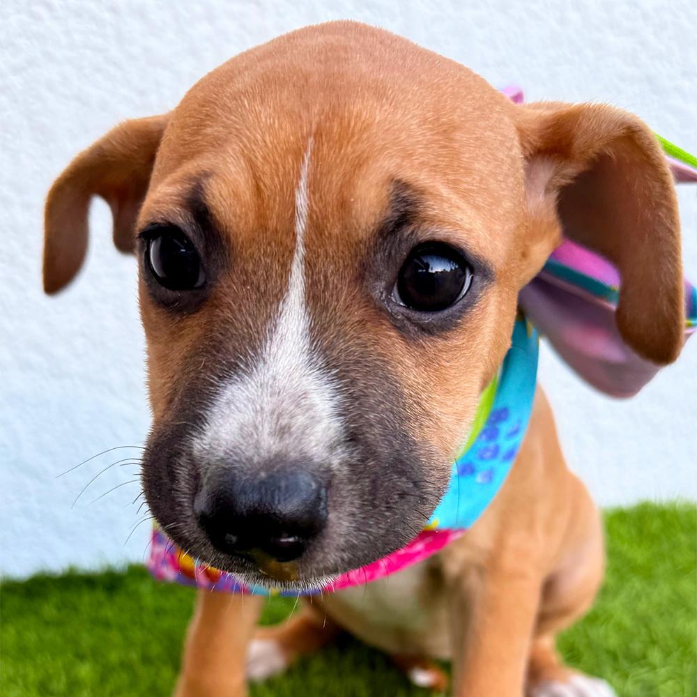 LOU-LOU, Adoptable, Puppy Female Labrador Retriever & Pit Bull Terrier.