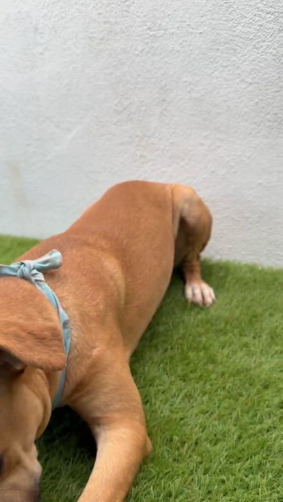 Enlarge FIG, a Adoptable mixed breed in La Jolla, CA video 5/6