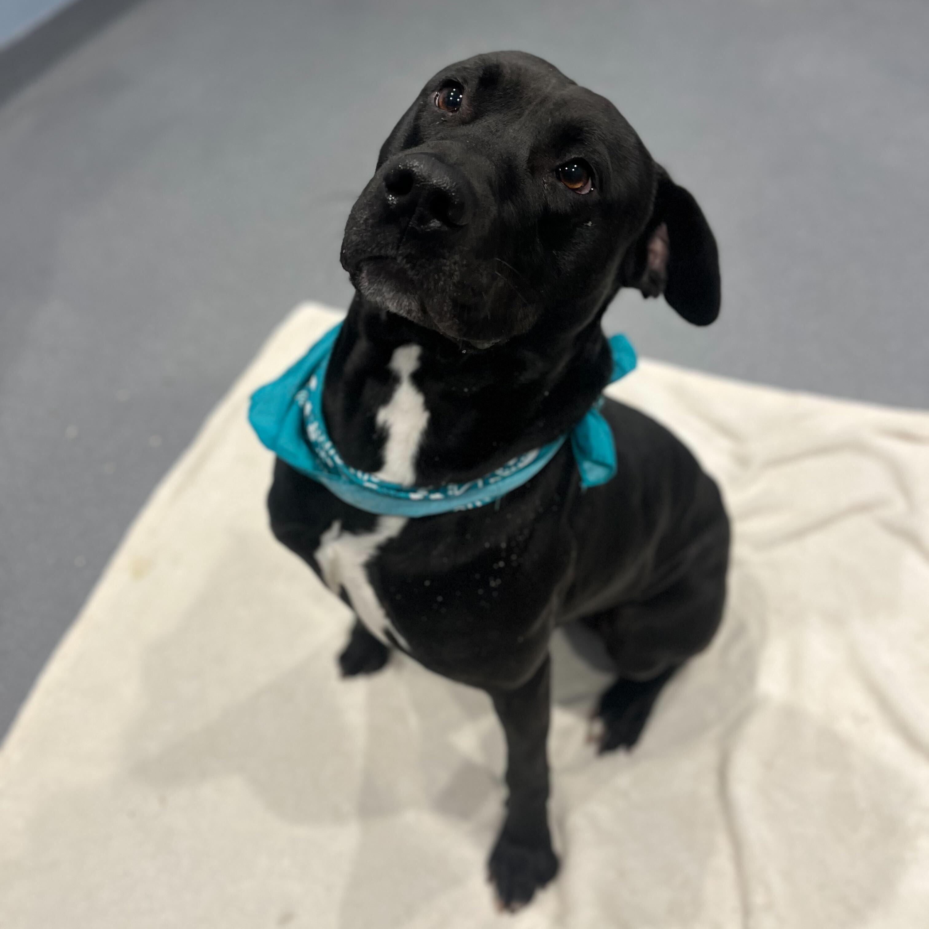 Bodhi, ADOPTABLE, Young Male Mixed Breed.