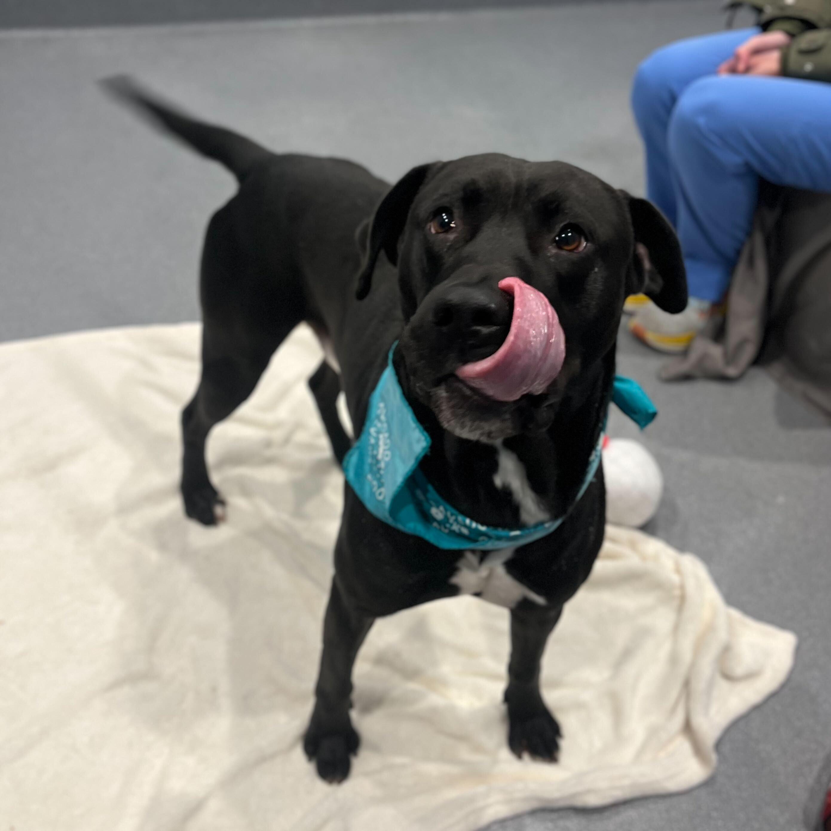 Bodhi, a other Mixed Breed in Canal Winchester, OH image 2/4