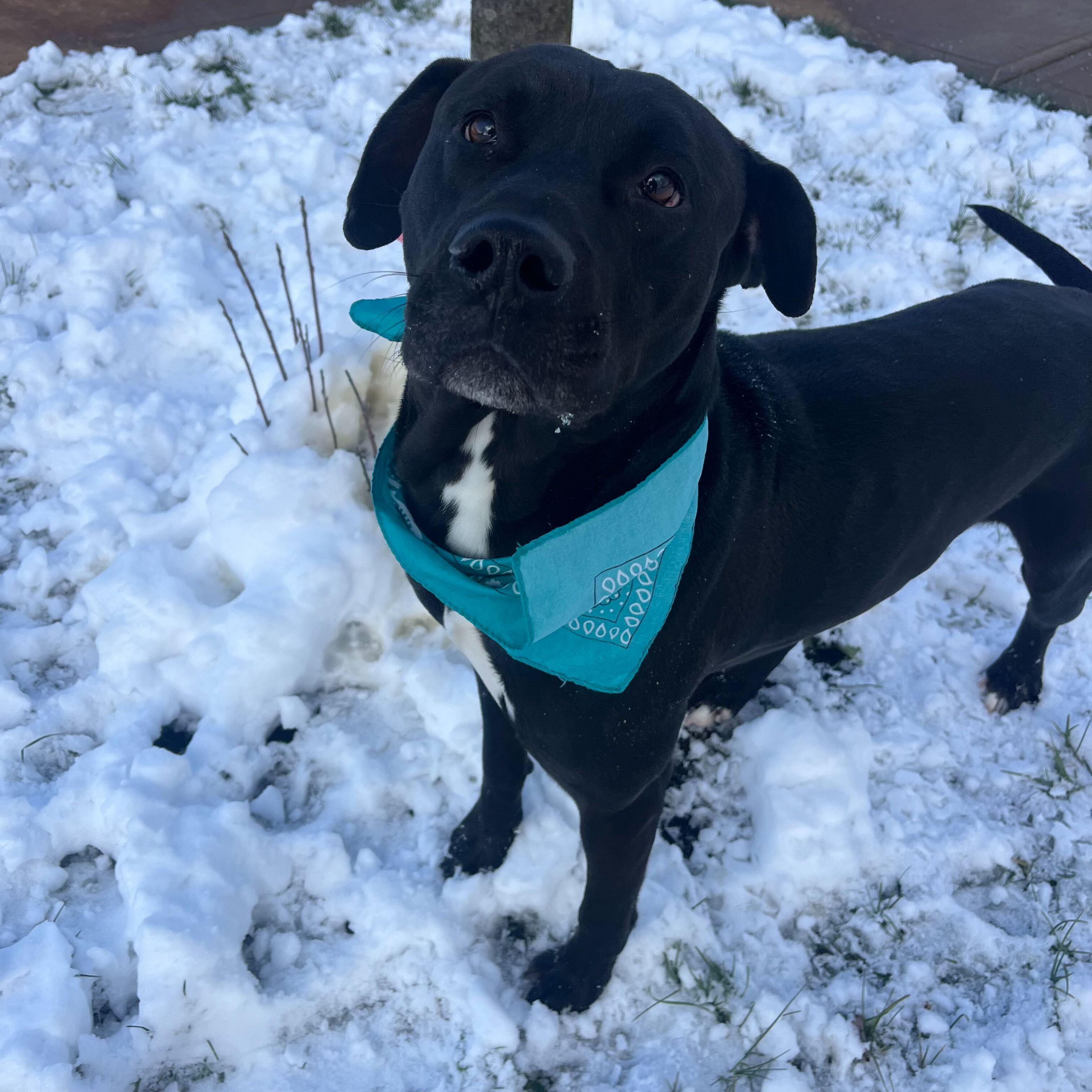 Bodhi, a other Mixed Breed in Canal Winchester, OH image 4/4