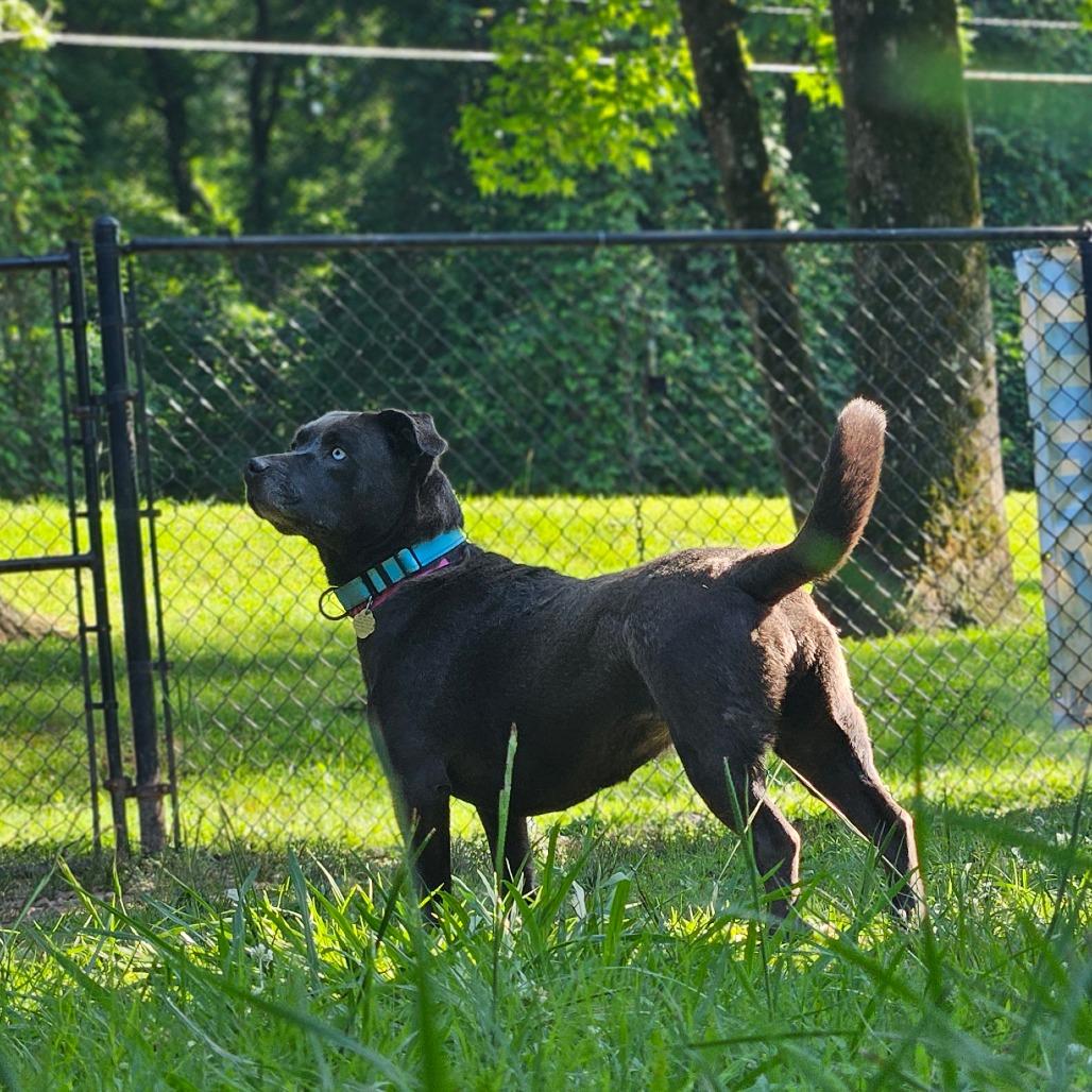 Layla, Adoptable, Senior Female Mixed Breed.