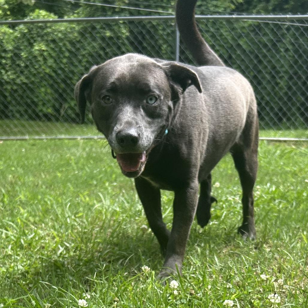 Enlarge Layla, a Adoptable Mixed Breed in Auburn, AL image 2/6