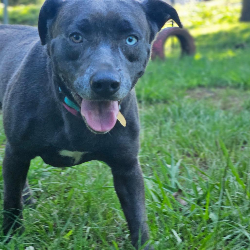 Enlarge Layla, a Adoptable Mixed Breed in Auburn, AL image 3/6