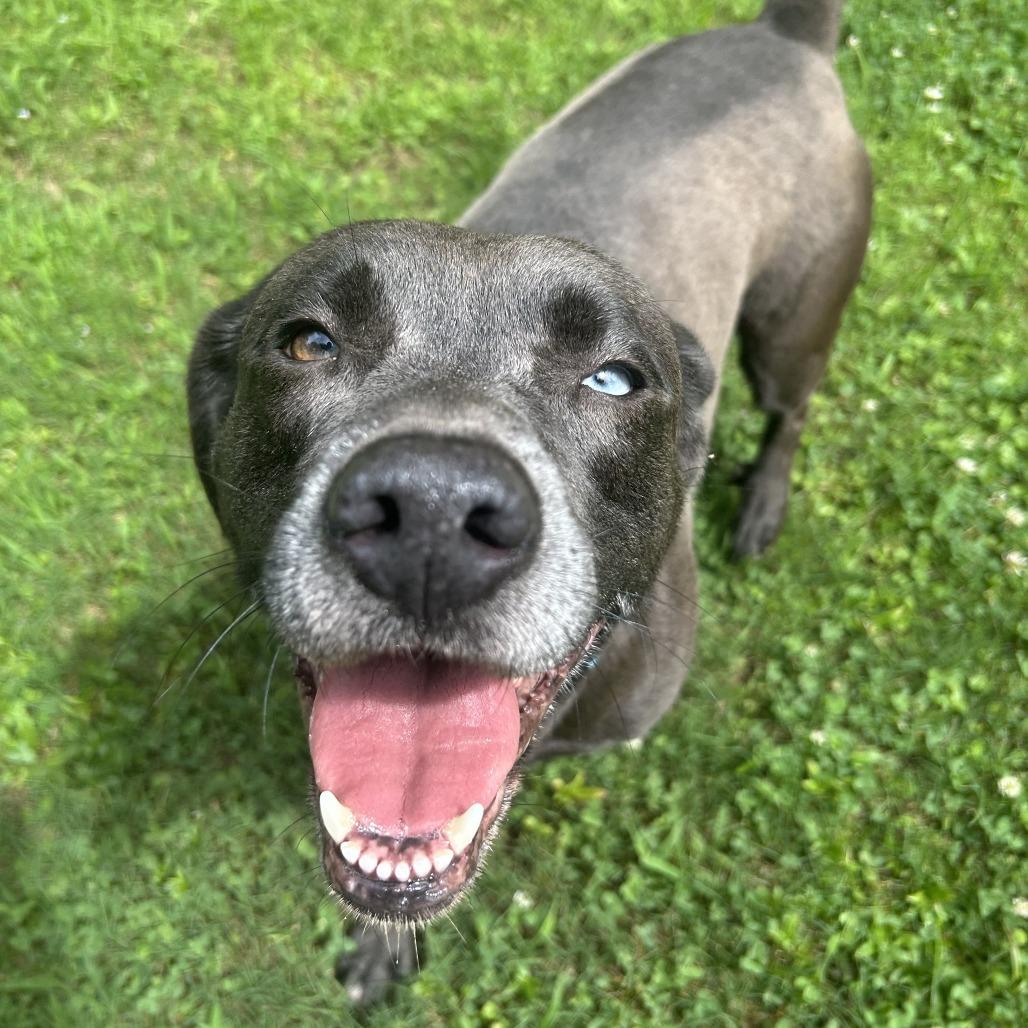 Enlarge Layla, a Adoptable Mixed Breed in Auburn, AL image 4/6