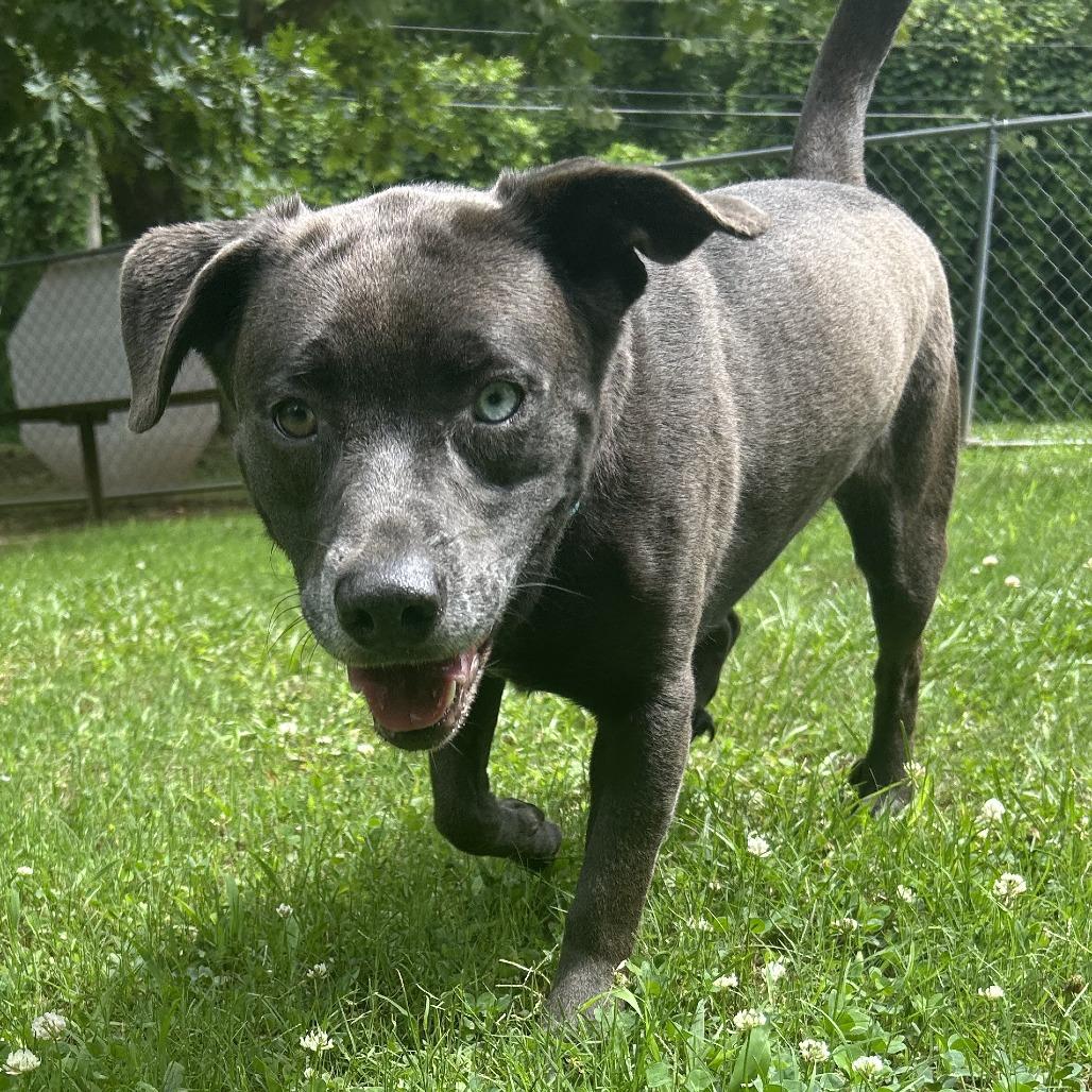 Enlarge Layla, a Adoptable Mixed Breed in Auburn, AL image 5/6