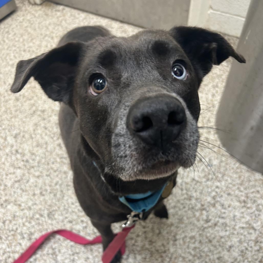 Enlarge Layla, a Adoptable Mixed Breed in Auburn, AL image 6/6