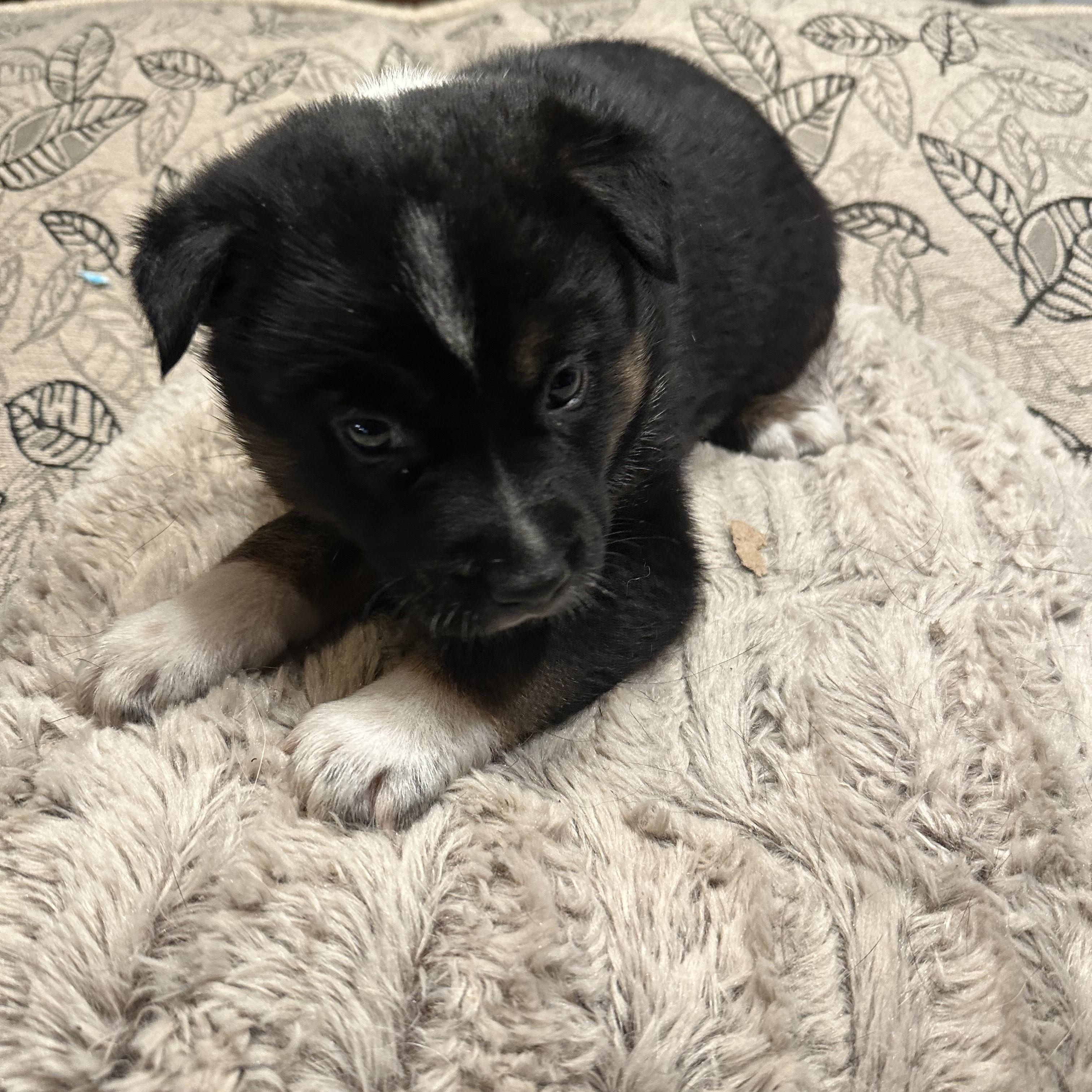 Sparrow, ADOPTABLE, Puppy Male German Shepherd Dog.