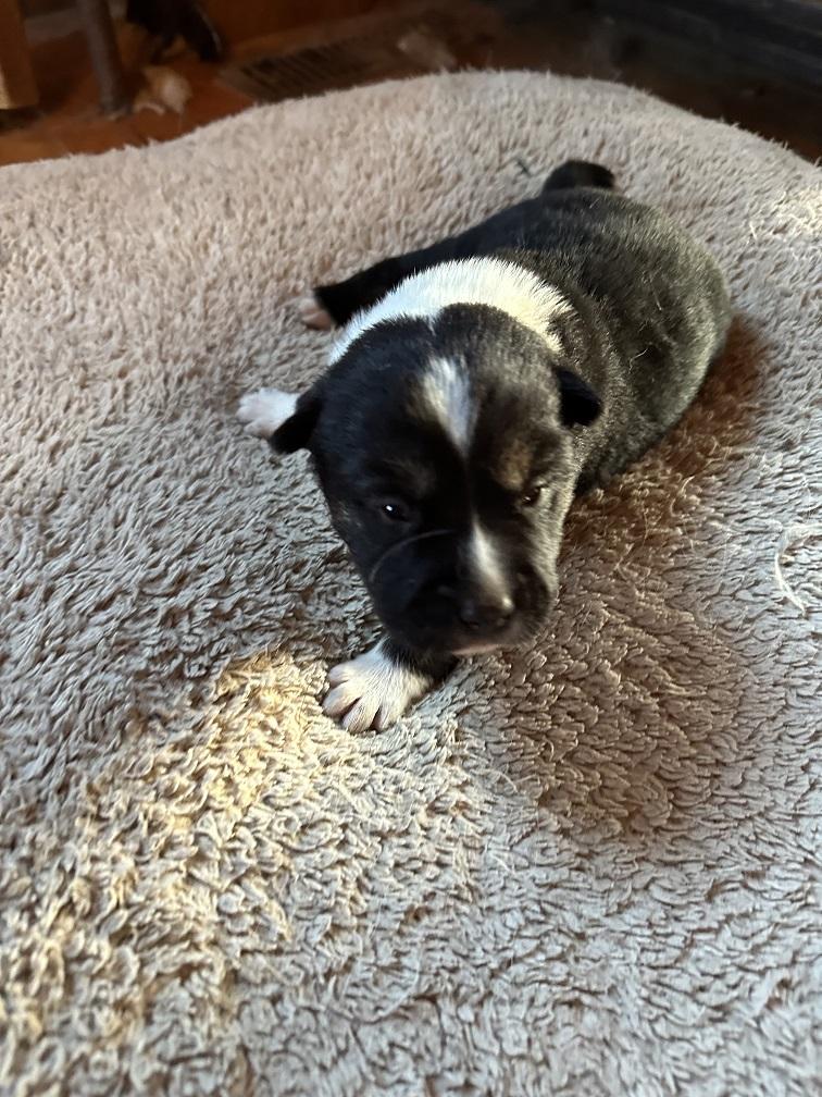 Sparrow, ADOPTABLE, Puppy Male German Shepherd Dog.