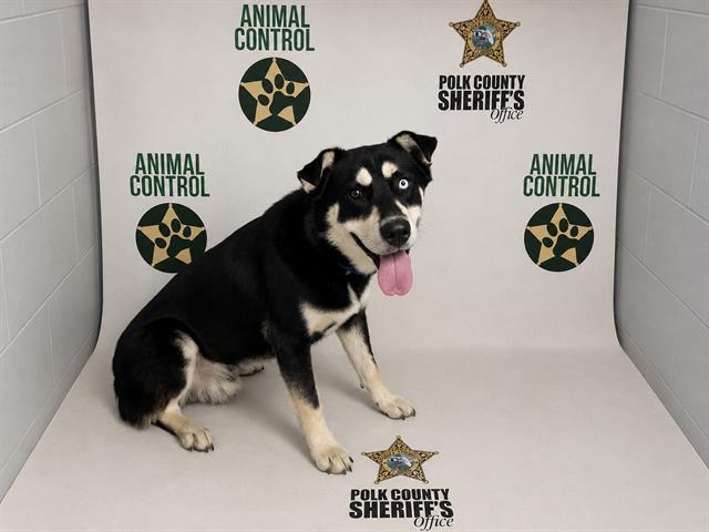 Enlarge AIDEN, a Adoptable mixed breed in Winter Haven, FL image 1/1