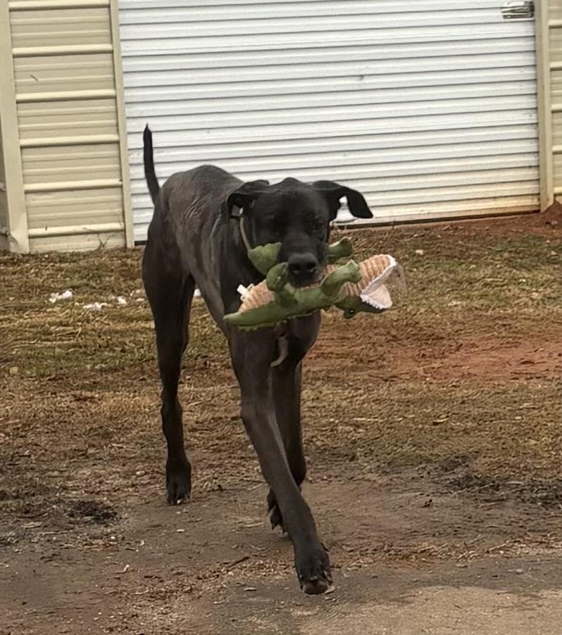Atlas and Athena (bonded), a ADOPTABLE Great Dane in Williamston, SC image 5/6
