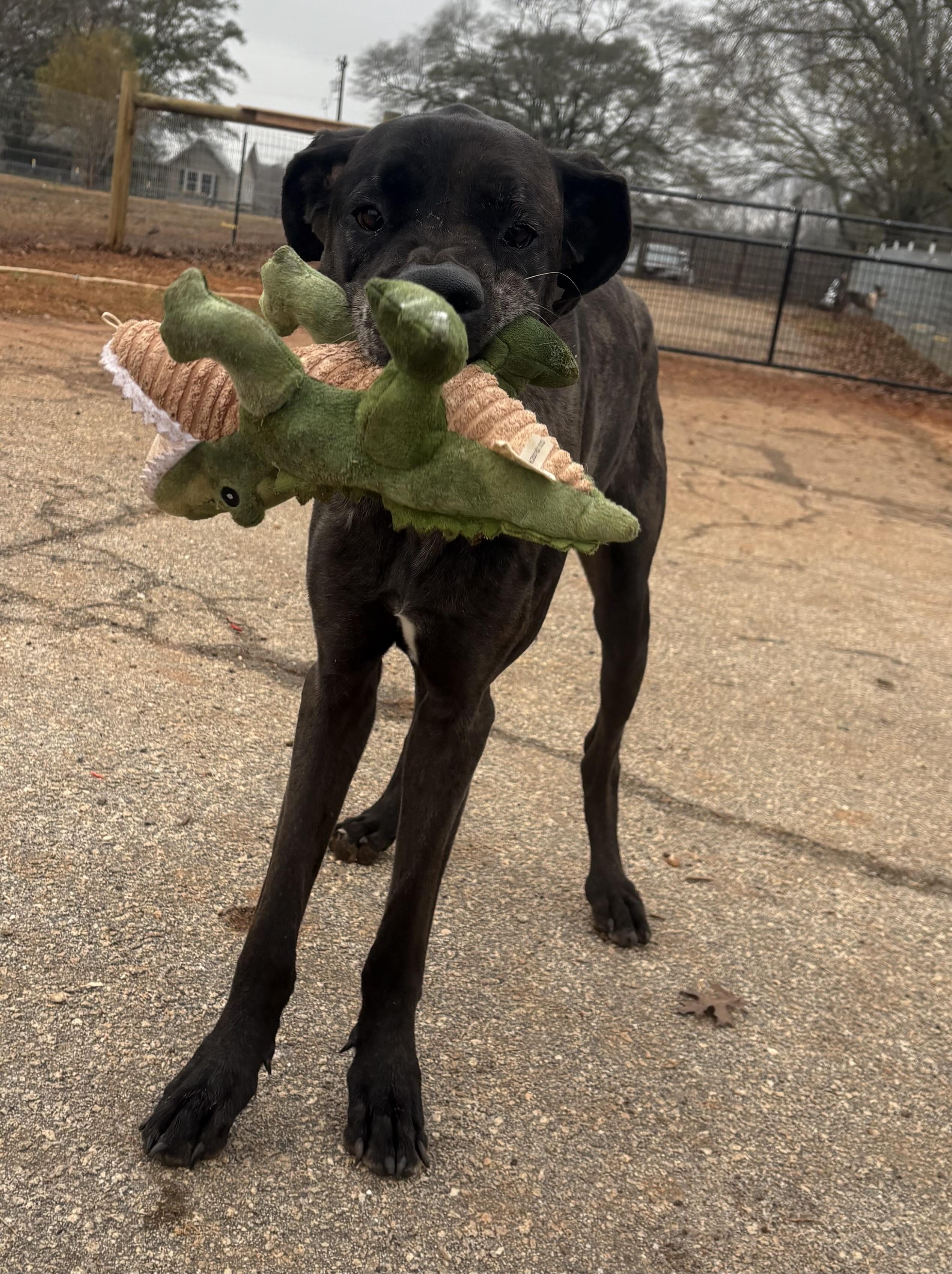 Atlas and Athena (bonded), ADOPTABLE, Adult Male Great Dane.