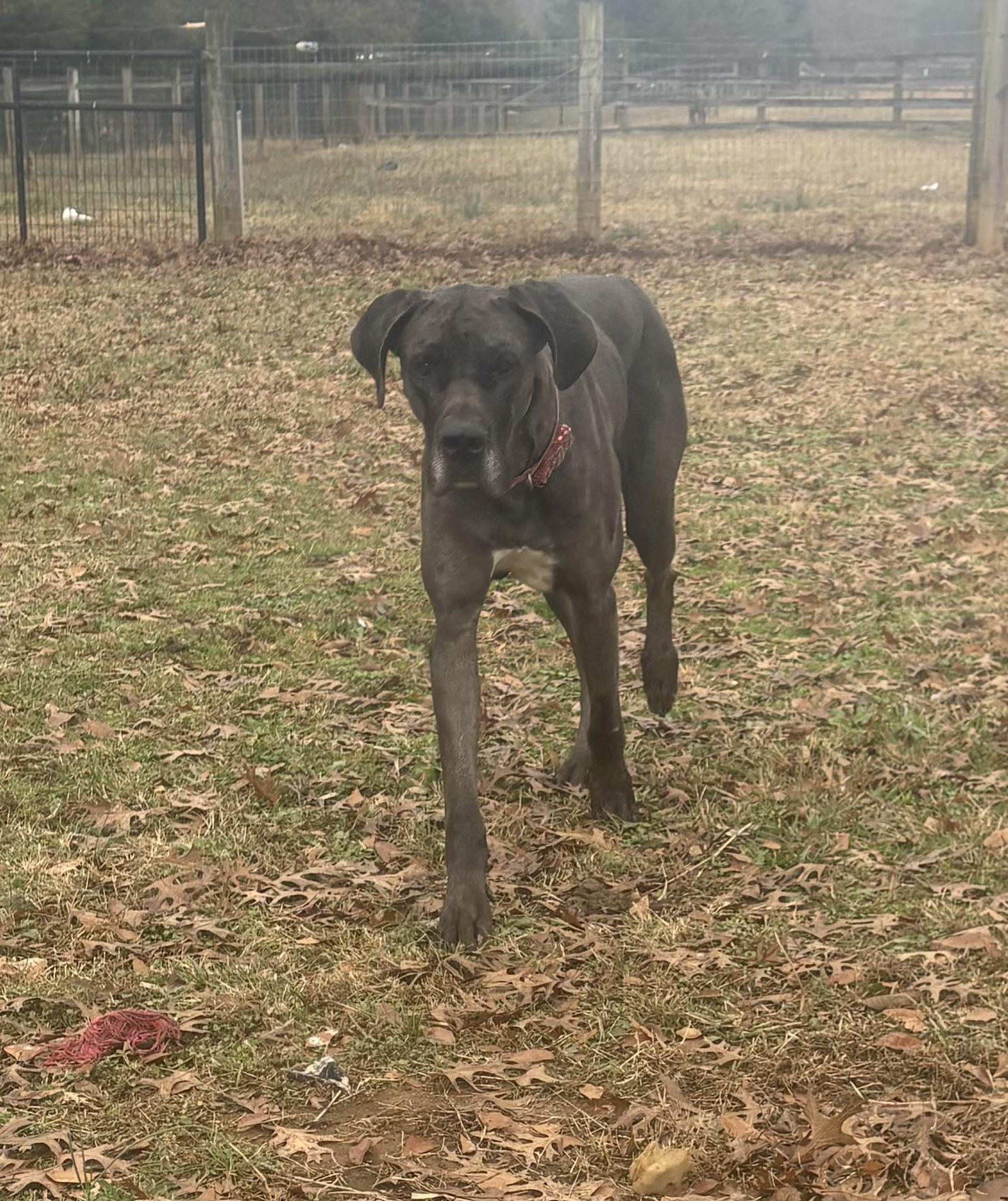 Atlas and Athena (bonded), a ADOPTABLE Great Dane in Williamston, SC image 3/6
